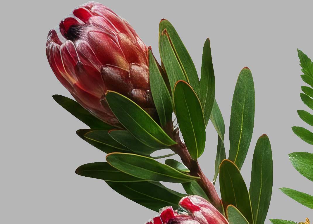 The original floral illustration photo before bitmap conversion
