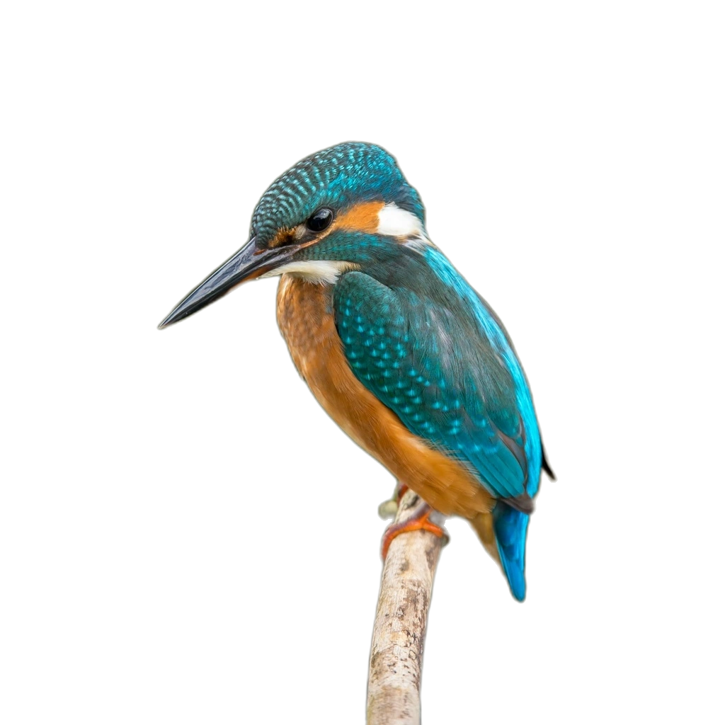Larger kingfisher cutout on a transparent background, illustrating a 4× download