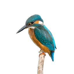 Small kingfisher cutout with a transparent background