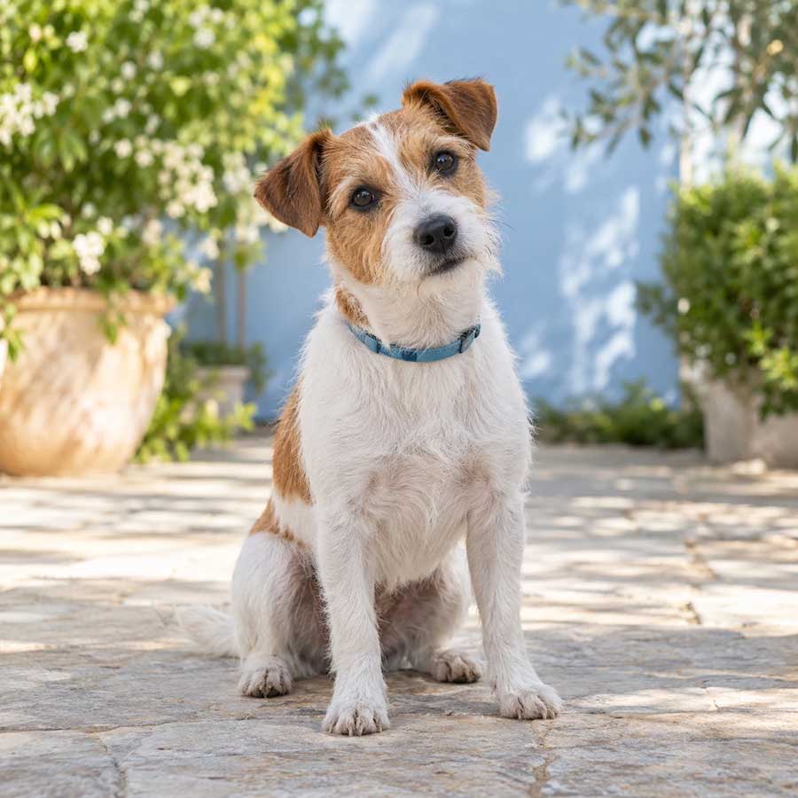 Terrier sitting in a sunlit courtyard
